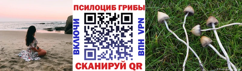 Псилоцибиновые грибы Psilocybine cubensis  Орск 